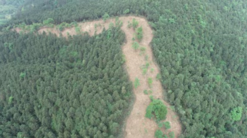 湖南洞口：修建生物防火林带守护青山(图1)